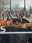 Gaucho spektakel
