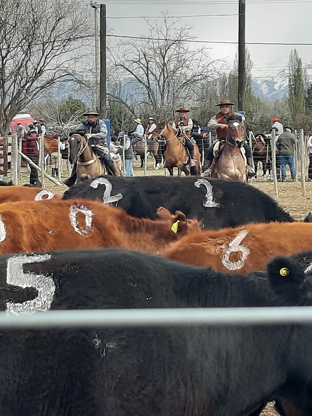 Gaucho spektakel
