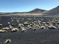 La Payunia