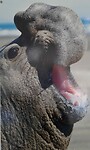 Close up zee olifant