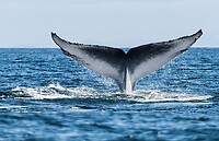 Gestolen van internet: walvis.