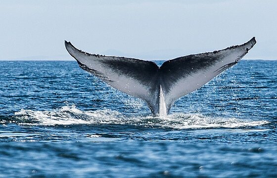 Gestolen van internet: walvis.