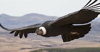 Condor, foto geplukt van internet.