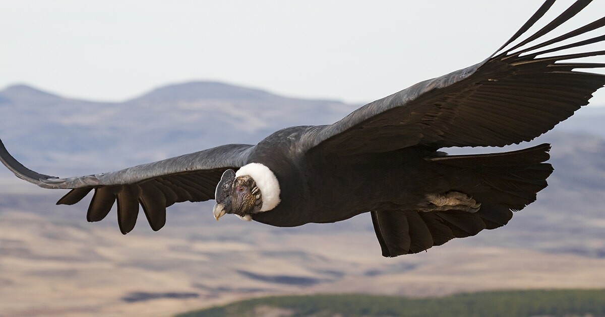 Condor, foto geplukt van internet.
