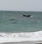 Met eigen ogen: Walvis foto
