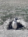 Pinguïn