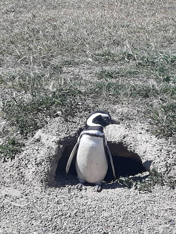 Pinguïn