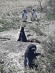 Pinguïns