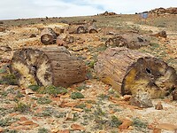 petrified boom