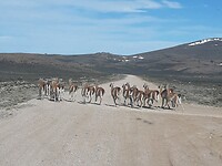 Overstekende guanaco's