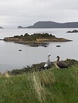 Upland Goose koppel