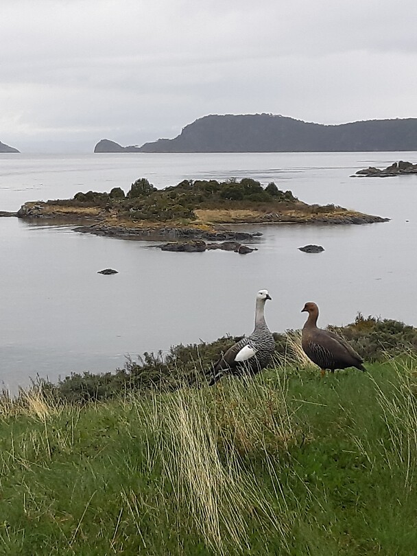 Upland Goose koppel