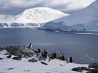 Chinstrap pinguïns