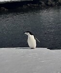 Close up Chinstrap pinguïn