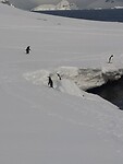 Gentoo pinguïns