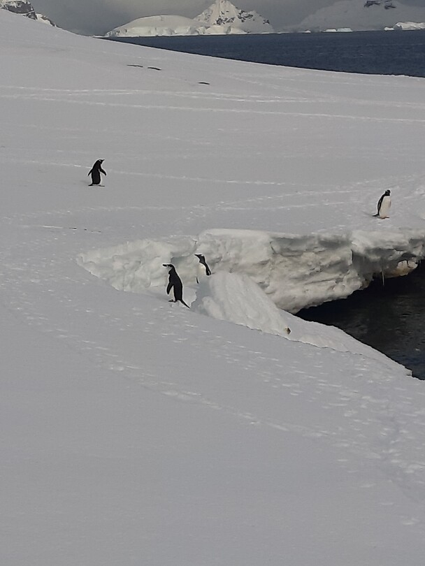 Gentoo pinguïns