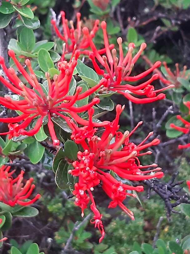 Bloem van de Notro