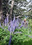 Bert tussen de lupines
