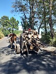 Motorzaag erbovenop!