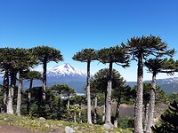 Araucaria in overvloed