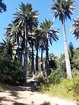 Palmares Chileno