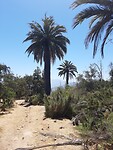 De Chileense Palm