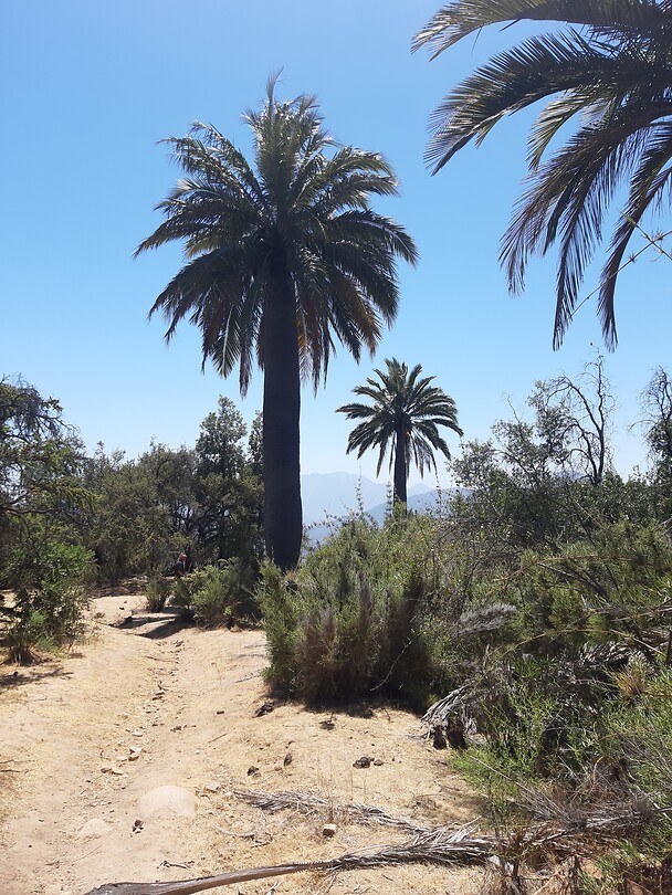 De Chileense Palm