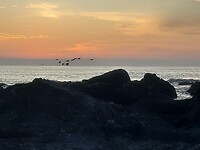 Pelikanen bij zonsondergang