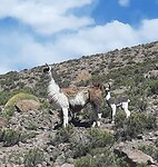 Lama met jong