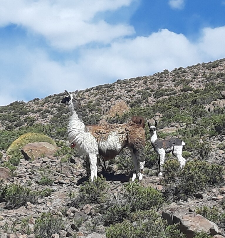 Lama met jong