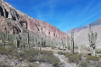 Cactussen in de canyon