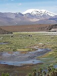 Altiplano