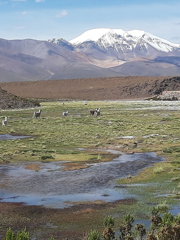 Altiplano