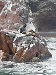 Zeehonden
