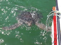 Schildpad in zee
