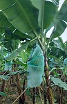 Bananenplantage