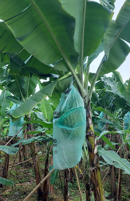 Bananenplantage