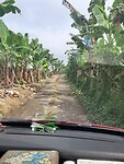Door de bananenplantages