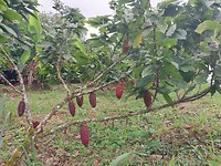 Cacao