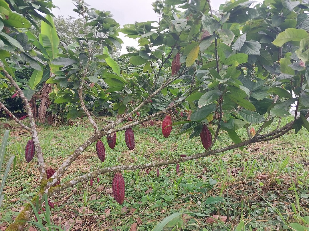 Cacao