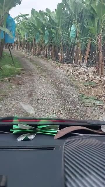 Bananenplantage Ecuador