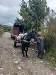 Boerenwerk met paard en wagen