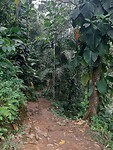 Jungle van de Sierra