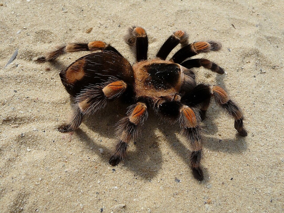 Tarantula.