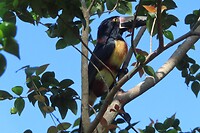 De kleinere toekan boven ons hoofd