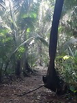 Natuur in Mayflower Bocawina park