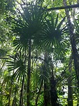 Mayflower Bocawina NP