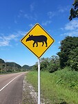 Pas op: overstekende tapir