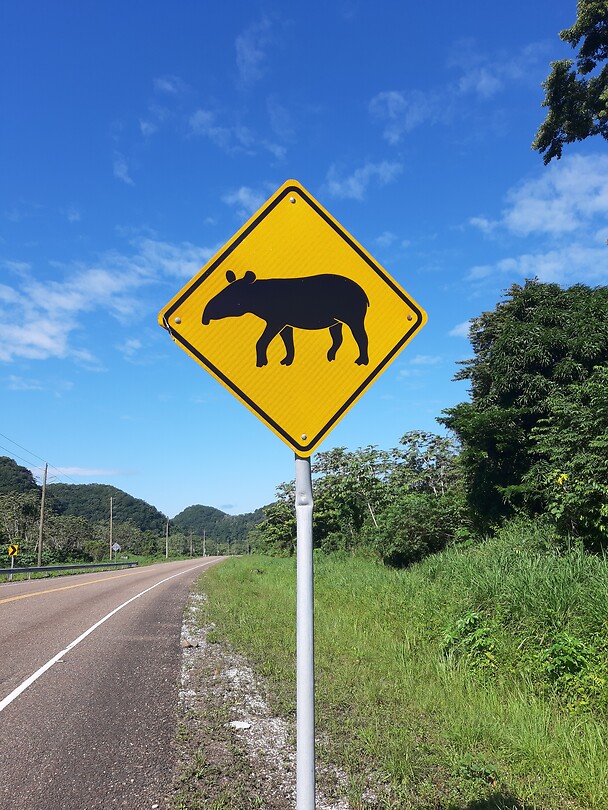 Pas op: overstekende tapir