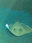 Stingray in het aquarium